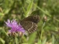Satyrus ferula 37, Grote saterzandoog, Saxifraga-Jan van der Straaten