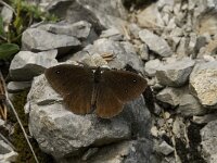 Satyrus ferula 41, Grote saterzandoog, male, Saxifraga-Jan van der Straaten