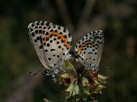 Scolitantides orion 3, Vetkruidblauwtje, Vlinderstichting-Kars Veling