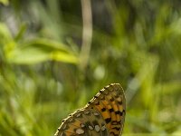Speyeria aglaja 10,Grote parelmoervlinder, male, Saxifraga-Marijke Verhagen