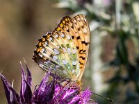 Speyeria aglaja 101, Grote parelmoervlinder, Saxifraga-Bart Vastenhouw