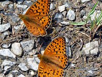 Speyeria aglaja 103, Grote parelmoervlinder, Saxifraga-Hans Grotenhuis