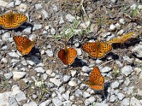 Speyeria aglaja 104, Grote parelmoervlinder, Saxifraga-Hans Grotenhuis