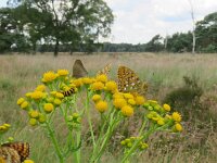 Speyeria aglaja 60, Grote parelmoervlinder, Saxifraga-Mark Zekhuis.jpg