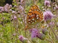 Speyeria aglaja 94, Grote parelmoervlinder, on Cirsium arvense, Saxifraga-Kars Veling