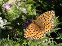Speyeria aglaja 98, Grote parelmoervlinder, on Cirsium vulgare, Saxifraga-Kars Veling