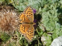 Speyeria aglaja 99, Grote parelmoervlinder, on Cirsium vulgare, Saxifraga-Kars Veling