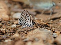 Tarucus balkanica 3, Klein christusdoornblauwtje, Vlinderstichting-Albert Vliegenthart