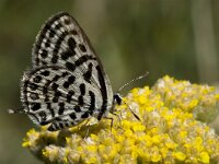 Tarucus balkanica 4, Klein christusdoornblauwtje, Vlinderstichting-Kars Veling
