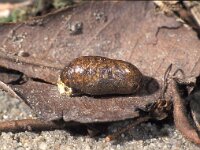 Thecla betulae 10, Sleedoornpage, pupa, Saxifraga-Frits Bink