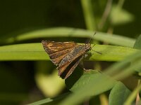 Thymelicus acteon 11, Dwergdikkopje, Saxifraga-Marijke Verhagen