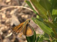 Thymelicus acteon 3, Dwergdikkopje, Vlinderstichting-Kars Veling