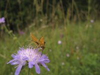 Thymelicus acteon 6, Dwergdikkopje, Saxifraga-Rob Felix : Animalia, Arthropoda, Insecta, Lepidoptera, animal, arthropod, butterfly, dier, dieren, geleedpotige, geleedpotigen, insect, insecten, vlinder, vlinders
