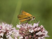 Thymelicus acteon 8, Dwergdikkopje, Saxifraga-Jan van der Straaten