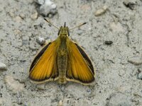 Thymelicus lineola 22, Zwartsprietdikkopje, male, Saxifraga-Marijke Verhagen