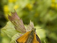 Thymelicus lineola 23, Zwartsprietdikkopje, male, Saxifraga-Jan van der Straaten