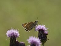 Thymelicus lineola 36, Zwartsprietdikkopje, Vlinderstichting-Henk Bosma
