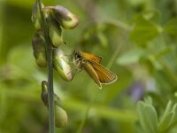 Thymelicus lineola 51, Zwartsprietdikkopje, Saxifraga-Jan van der Straaten