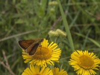 Thymelicus lineola 58, Zwartsprietdikkopje, Saxifraga-Jan van der Straaten