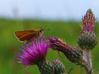 Thymelicus lineola 60, Zwartsprietdikkopje, Saxifraga-Rudmer Zwerver