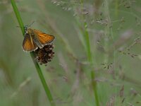 Thymelicus sylvestris 11, Geelsprietdikkopje, Saxifraga-Arthur van Dijk