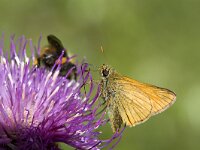 Geelsprietdikkopje  Small Skipper (Thymelicus sylvestris) on Meadow Thistle (Cirsium dissectum), Halden, Norway : butterfly butterflies, close up, closeup, color, colour, Europe European, fauna wildlife, horizontal, insect, macro, nature natural, Norway, Scandinavia Scandinavian, Small Skipper, summer, Thymelicus sylvestris