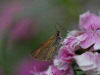 Thymelicus sylvestris 24, Geelsprietdikkopje, Saxifraga-Arthur van Dijk