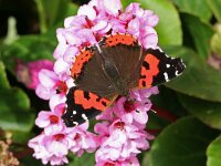 Vanessa vulcania 3, Canarische atalanta, Saxifraga-Kars Veling