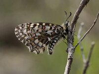 Zerynthia rumina 11, Spaanse pijpbloemvlinder, Vlinderstichting-Kars Veling