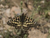 Zerynthia rumina 18, Spaanse pijpbloemvlinder, Saxifraga-Willem van Kruijsbergen