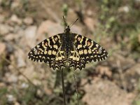 Zerynthia rumina 19, Spaanse pijpbloemvlinder, Saxifraga-Willem van Kruijsbergen