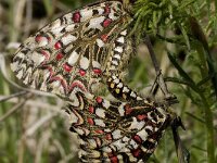 Zerynthia rumina 2, Spaanse pijpbloemvlinder, Vlinderstichting-Kars Veling