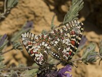 Zerynthia rumina 22, Spaanse pijpbloemvlinder, Saxifraga-Jan van der Straaten