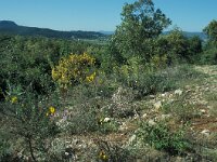 Zerynthia rumina 7, Spaanse pijpbloemvlinder, habitat, Vlinderstichting-Kars Veling