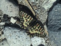 Zerynthia rumina 9, Spaanse pijpbloemvlinder, Saxifraga-Frits Bink