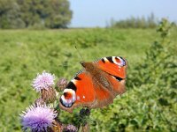 Aglais io 120, Dagpauwoog, in outermarsh, Saxifraga-Kars Veling