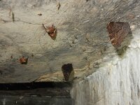 Aglais io 128, Dagpauwoog, hibernating in bunker together with Scoliopteryx libatrix, Saxifraga-Kars Veling