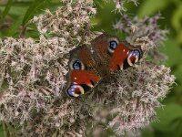 Aglais io 158, Dagpauwoog, Saxifraga-Jan van der Straaten