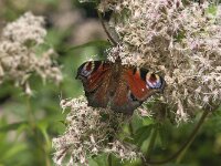 Aglais io 159, Dagpauwoog, Saxifraga-Jan van der Straaten