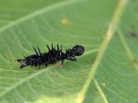 Aglais io 161, Dagpauwoog, Saxifraga-Tom Heijnen