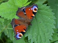 Aglais io 164, Dagpauwoog, Saxifraga-Tom Heijnen