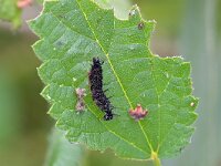 Aglais io 165, Dagpauwoog, Saxifraga-Tom Heijnen