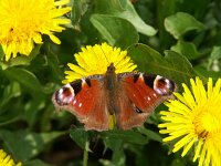 Aglais io 24, Dagpauwoog, Vlinderstichting-Chris van Swaay  5.8 11:16