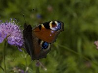 Aglais io 36, Dagpauwoog, Saxifraga-Marijke Verhagen