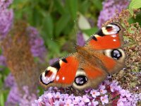 Aglais io 73, Dagpauwoog, on Budleja davidii, Saxifraga-Kars Veling