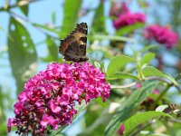 Aglais urticae 12, Kleine vos, Vlinderstichting-Henk Bosma