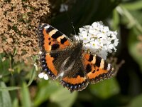 Aglais urticae 18, Kleine vos, Vlinderstichting-Henk Bosma