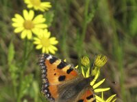 Aglais urticae 28, Kleine vos, Saxifraga-Rob Felix : Animalia, Arthropoda, Insecta, Lepidoptera, Project Natuurbalans, animal, arthropod, butterfly, dier, dieren, geleedpotige, geleedpotigen, insect, insecten, vlinder, vlinders