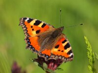 Aglais urticae 36, Kleine vos, Saxifraga-Rudmer Zwerver