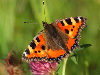 Aglais urticae 37, Kleine vos, Saxifraga-Rudmer Zwerver